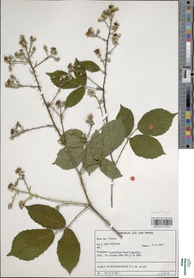 Rubus retrodentatus P.J.Müll. & Lefèvre
