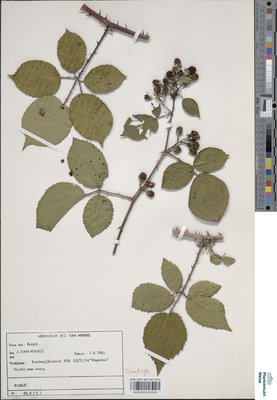 Rubus prionodontus Lefèvre ex P.J.Müll.