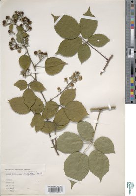 Rubus prionodontus Lefèvre ex P.J.Müll.