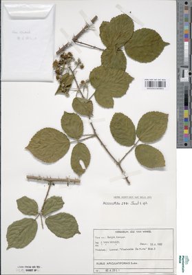 Rubus apiculatiformis Sudre