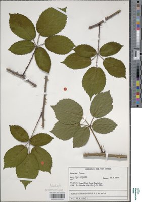 Rubus retrodentatus P.J.Müll. & Lefèvre