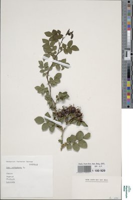 Rubus rubiginosus Braeucker