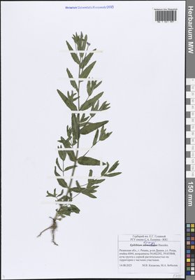 Epilobium lamyi F.W.Schultz (Кипрей Лами), Moscow University Herbarium