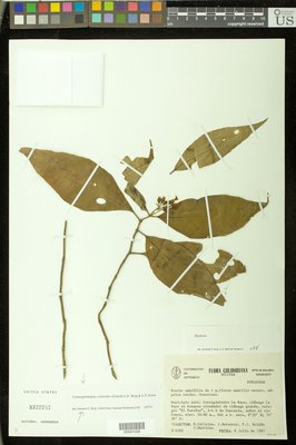 00591028.tif