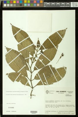 00909873.tif