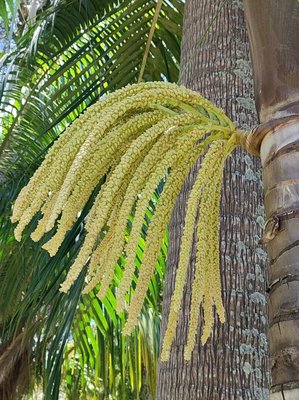 Dictyosperma album (Bory) Scheff.: fruit