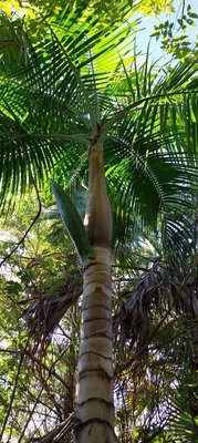 Dictyosperma album (Bory) Scheff.: leaf