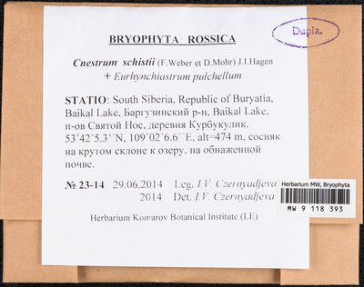 Cnestrum schisti (F. Weber & D. Mohr) I. Hagen, Moscow University Herbarium