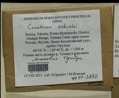 Cnestrum schisti (F. Weber & D. Mohr) I. Hagen, Moscow University Herbarium