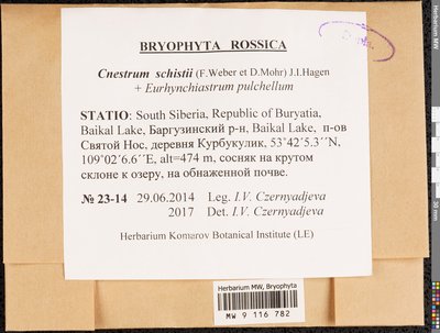 Cnestrum schisti (F. Weber & D. Mohr) I. Hagen, Moscow University Herbarium