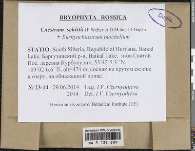 Cnestrum schisti (F. Weber & D. Mohr) I. Hagen, Moscow University Herbarium