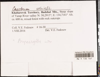 Cnestrum schisti (F. Weber & D. Mohr) I. Hagen, Moscow University Herbarium