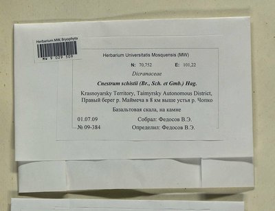 Cnestrum schisti (F. Weber & D. Mohr) I. Hagen, Moscow University Herbarium