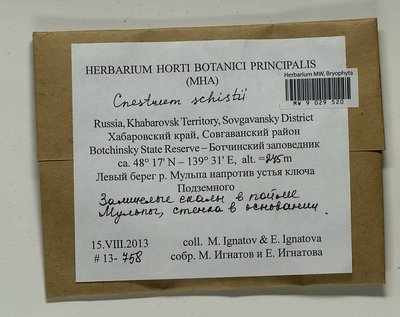 Cnestrum schisti (F. Weber & D. Mohr) I. Hagen, Moscow University Herbarium
