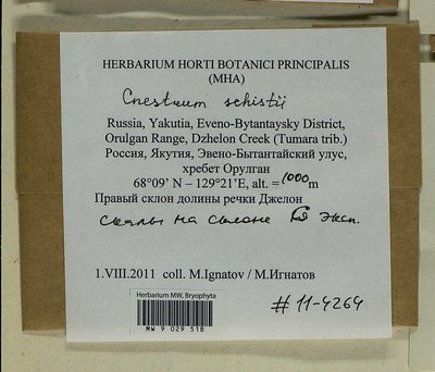 Cnestrum schisti (F. Weber & D. Mohr) I. Hagen, Moscow University Herbarium