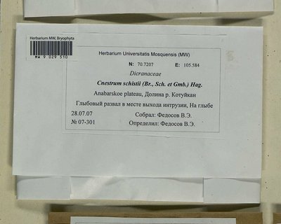 Cnestrum schisti (F. Weber & D. Mohr) I. Hagen, Moscow University Herbarium