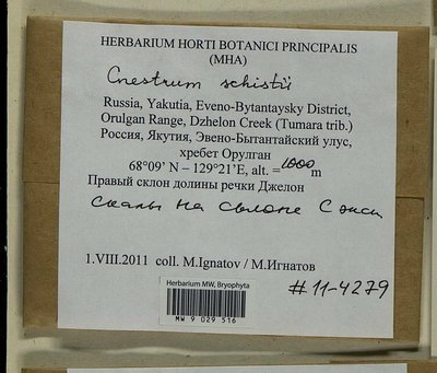 Cnestrum schisti (F. Weber & D. Mohr) I. Hagen, Moscow University Herbarium
