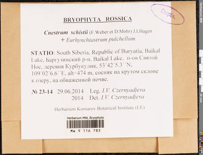 Cnestrum schisti (F. Weber & D. Mohr) I. Hagen, Moscow University Herbarium