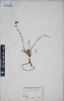 COI00060075 - Seseli granatense - Willkomm, Heinrich Moritz - s.n.