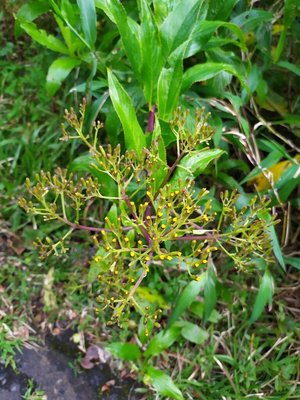 Dendrophorbium lucidum (Sw.) C.Jeffrey: flower