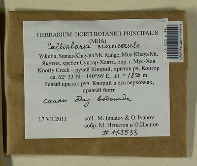 Cratoneuron curvicaule (Jur.) G. Roth, Moscow University Herbarium
