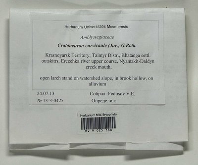 Cratoneuron curvicaule (Jur.) G. Roth, Moscow University Herbarium