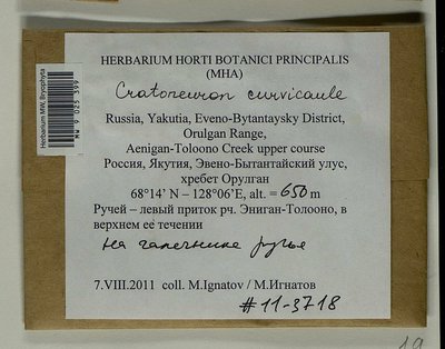 Cratoneuron curvicaule (Jur.) G. Roth, Moscow University Herbarium