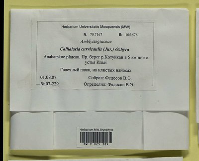 Cratoneuron curvicaule (Jur.) G. Roth, Moscow University Herbarium