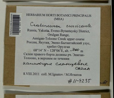 Cratoneuron curvicaule (Jur.) G. Roth, Moscow University Herbarium
