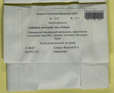 Cratoneuron curvicaule (Jur.) G. Roth, Moscow University Herbarium
