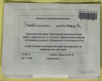 Cratoneuron curvicaule (Jur.) G. Roth, Moscow University Herbarium