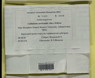 Cratoneuron curvicaule (Jur.) G. Roth, Moscow University Herbarium