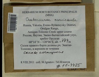 Cratoneuron curvicaule (Jur.) G. Roth, Moscow University Herbarium