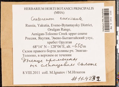Cratoneuron curvicaule (Jur.) G. Roth, Moscow University Herbarium