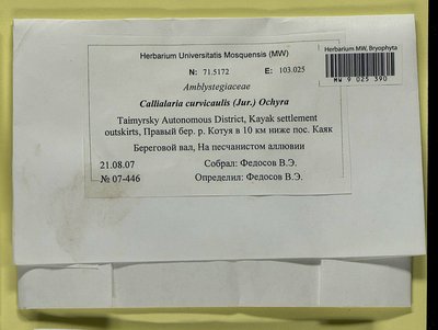 Cratoneuron curvicaule (Jur.) G. Roth, Moscow University Herbarium