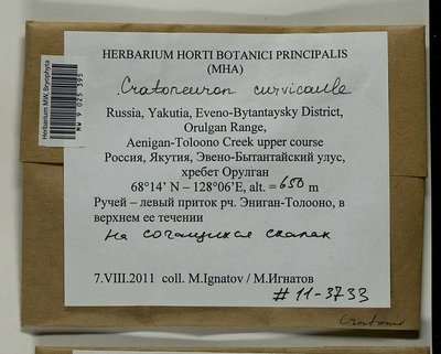 Cratoneuron curvicaule (Jur.) G. Roth, Moscow University Herbarium