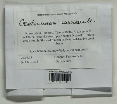 Cratoneuron curvicaule (Jur.) G. Roth, Moscow University Herbarium