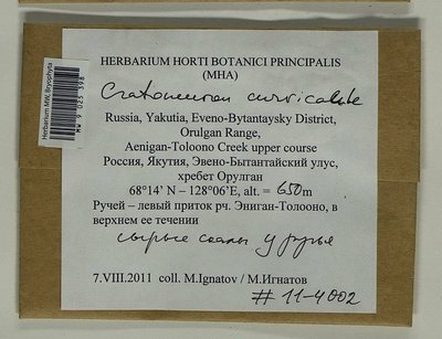 Cratoneuron curvicaule (Jur.) G. Roth, Moscow University Herbarium
