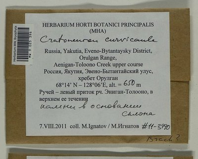 Cratoneuron curvicaule (Jur.) G. Roth, Moscow University Herbarium
