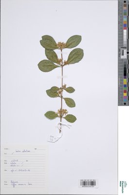 Coffea racemosa Lour.