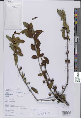 Coffea racemosa Lour.