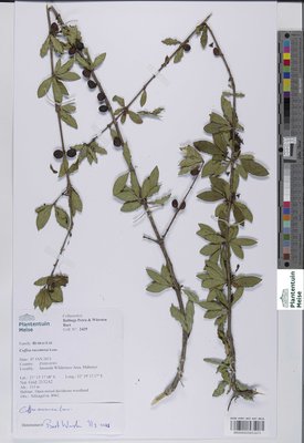 Coffea racemosa Lour.