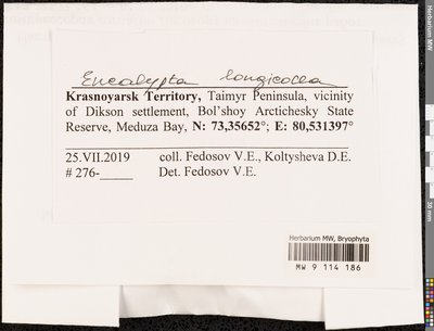Encalypta longicolla Bruch, Moscow University Herbarium