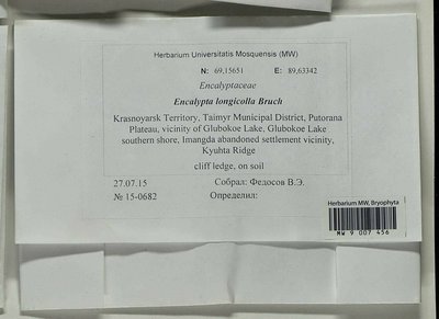 Encalypta longicolla Bruch, Moscow University Herbarium