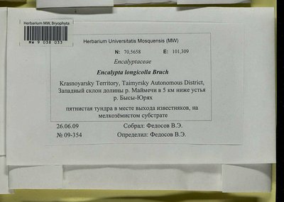 Encalypta longicolla Bruch, Moscow University Herbarium