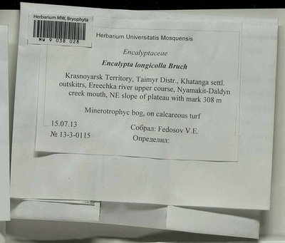 Encalypta longicolla Bruch, Moscow University Herbarium