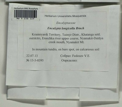 Encalypta longicolla Bruch, Moscow University Herbarium