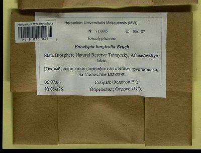 Encalypta longicolla Bruch, Moscow University Herbarium