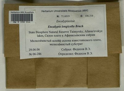 Encalypta longicolla Bruch, Moscow University Herbarium
