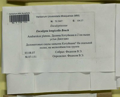 Encalypta longicolla Bruch, Moscow University Herbarium